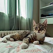 Aryo participe au concours pour gagner de l'argent avec cette photo : cat, kitten, tabby, indoor, bed, blanket, curtains, window, furniture, shelf, clothing, relaxed, pet, animal, whiskers, paws, ears, eyes, resting, cozy