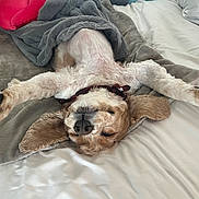 Skipper joined the competition — help win amazing prizes! dog, sleeping, blanket, bed, cozy, paws, fur, relaxed, cute, pet, canine, indoor, resting, muzzle, ears, collar, comfort, white, brown, soft