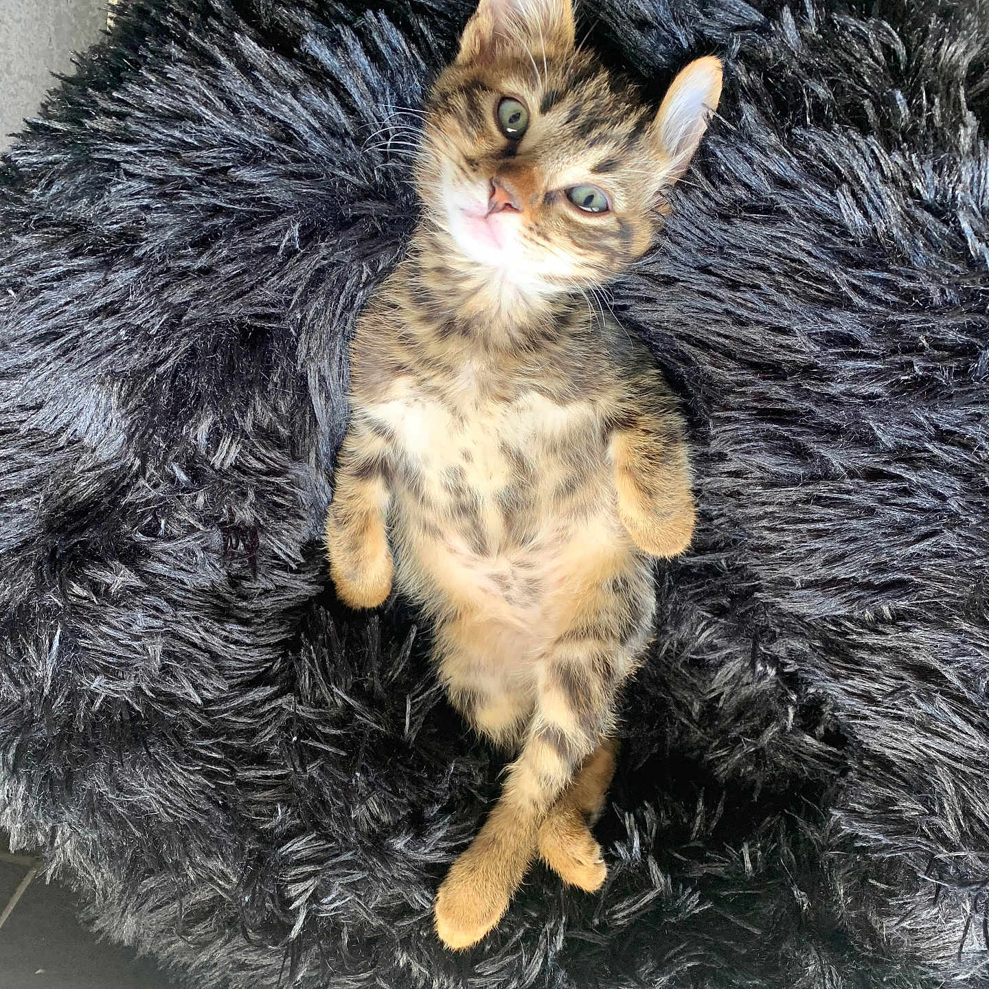 Romeo a rejoint le concours — aidez-le/la à gagner de superbes lots ! adorable, animal, bed, cat, cozy, cute, fluffy, fur, furry, green_eyes, indoor, kitten, lying_down, paws, pet, relaxed, resting, soft, tabby, young