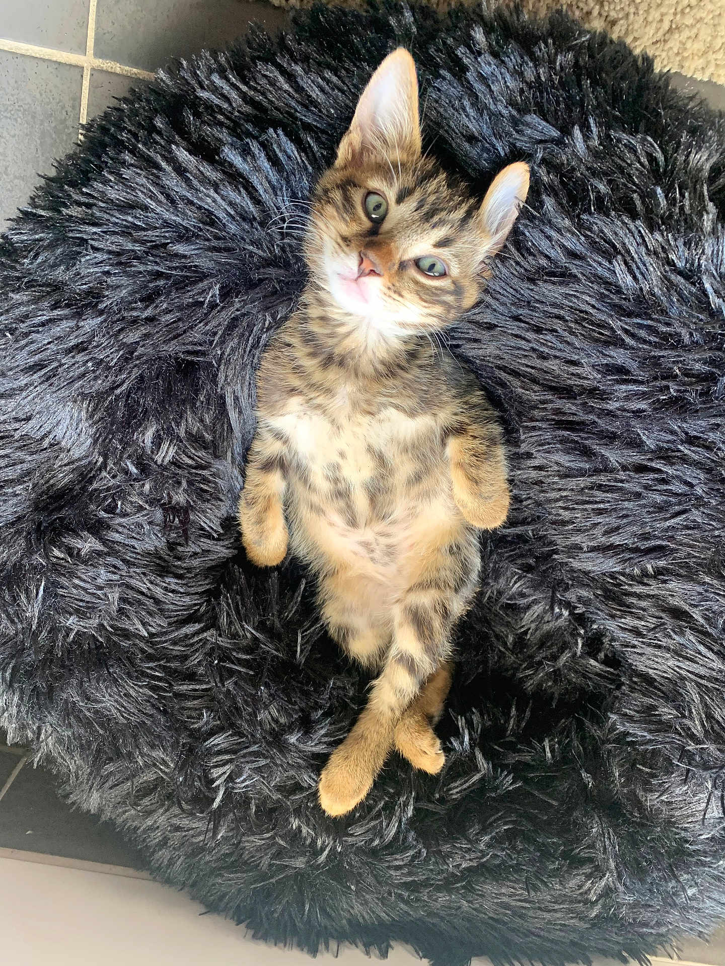 Romeo a rejoint le concours — aidez-le/la à gagner de superbes lots ! kitten, cat, tabby, pet, animal, furry, cute, lying_down, bed, soft, cozy, indoor, paws, green_eyes, fur, relaxed, young, adorable, fluffy, resting