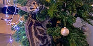 Romeo participe au concours pour gagner de l'argent avec cette photo : cat, kitten, christmas_tree, decorations, ornaments, fairy_lights, indoor, holiday, curious, climbing, tabby, pet, festive, pine_branches, playful, animal, greenery, lighting, home, cute