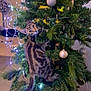 cat, kitten, christmas_tree, decorations, ornaments, fairy_lights, indoor, holiday, curious, climbing, tabby, pet, festive, pine_branches, playful, animal, greenery, lighting, home, cute