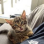Romeo a rejoint le concours — aidez-le/la à gagner de superbes lots ! kitten, cat, tabby, blue_eyes, pet, indoor, person, clothing, nike, shirt, couch, gray_fabric, fur, whiskers, ears, paw, cute, animal, young, domestic