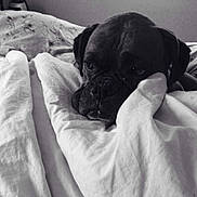 Louis is registered to the contest to win money with this photo: dog, pug, black_dog, sleeping, sleepy, bed, blanket, bedding, bedroom, indoor, cozy, pet, animal, portrait, close_up, black_and_white, wrinkles, snout, ears, relaxed