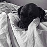 dog, pug, black_dog, sleeping, sleepy, bed, blanket, bedding, bedroom, indoor, cozy, pet, animal, portrait, close_up, black_and_white, wrinkles, snout, ears, relaxed