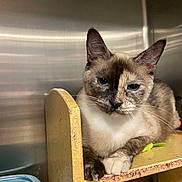 Elsa is registered to the contest to win money with this photo: cat, siamese_cat, feline, blue_eyes, cream_fur, dark_points, sitting, wooden_chair, crossed_paws, indoor, portrait, pet, whiskers, ears, serious_expression, grumpy, shelter, plastic_container, green_object, pink_blanket