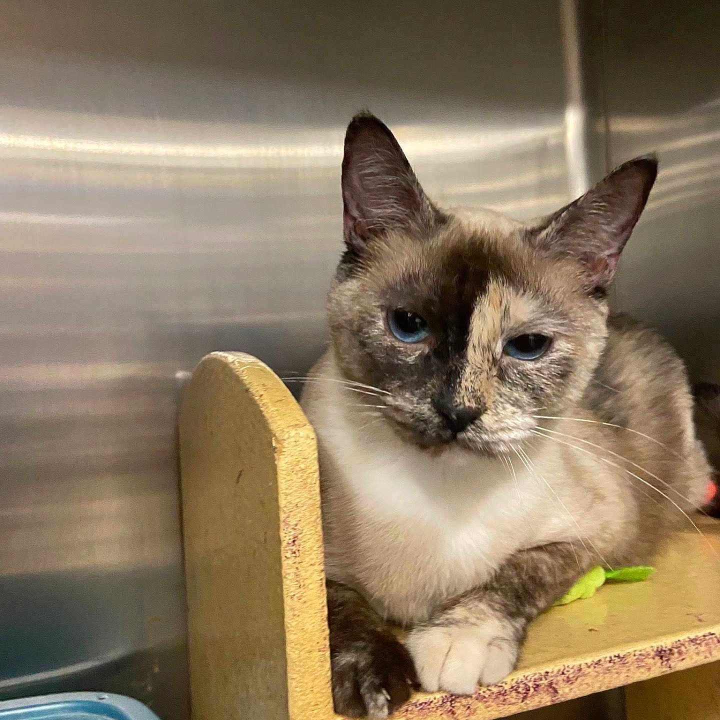 Elsa is registered to the contest to win money with this photo: cat, siamese_cat, feline, blue_eyes, cream_fur, dark_points, sitting, wooden_chair, crossed_paws, indoor, portrait, pet, whiskers, ears, serious_expression, grumpy, shelter, plastic_container, green_object, pink_blanket