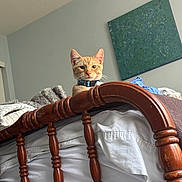 Benny is registered to the contest to win money with this photo: cat, orange_cat, pet, feline, animal, portrait, indoors, bedroom, bed, bedding, blanket, wooden_bedframe, headboard, wood, wall_art, collar, whiskers, ears, alert, home