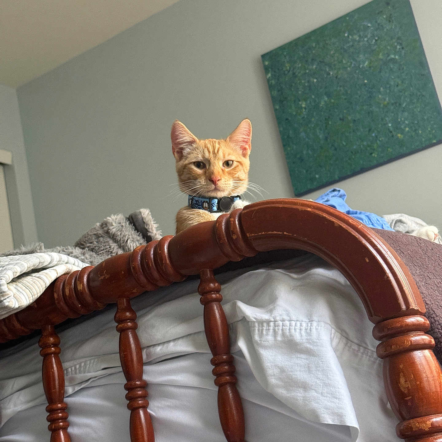 Benny is registered to the contest to win money with this photo: cat, orange_cat, pet, feline, animal, portrait, indoors, bedroom, bed, bedding, blanket, wooden_bedframe, headboard, wood, wall_art, collar, whiskers, ears, alert, home
