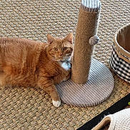 Auburn is registered to the contest to win money with this photo: basket, blanket, cat, collar, cozy, curious, domestic, feline, floor, home, indoor, orange_tabby, paw, pet, relaxed, resting, scratching_post, texture, toy, woven_rug