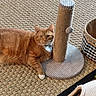 basket, blanket, cat, collar, cozy, curious, domestic, feline, floor, home, indoor, orange_tabby, paw, pet, relaxed, resting, scratching_post, texture, toy, woven_rug
