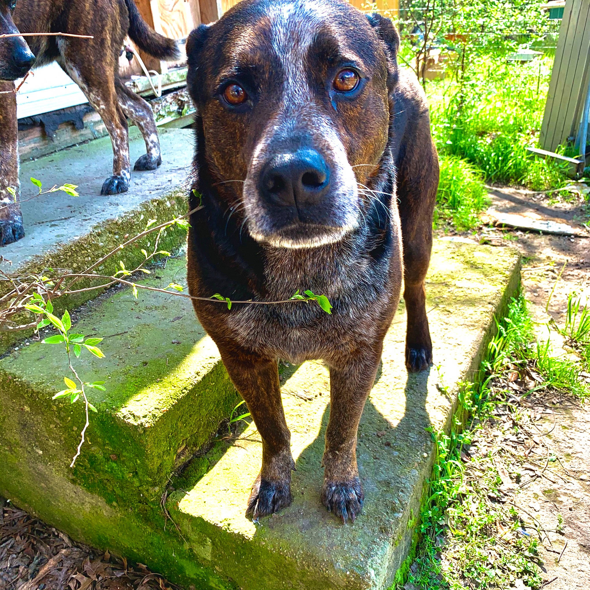 Duke is registered to the contest to win money with this photo: canidae, carnivore, dog, dog_breed, german_shorthaired_pointer, hound, hunting_dog, louisiana_catahoula_leopard_dog, mammal, mountain_cur, plant, plott_hound, pointer, rare_breed_dog, snout, sporting_group, vertebrate