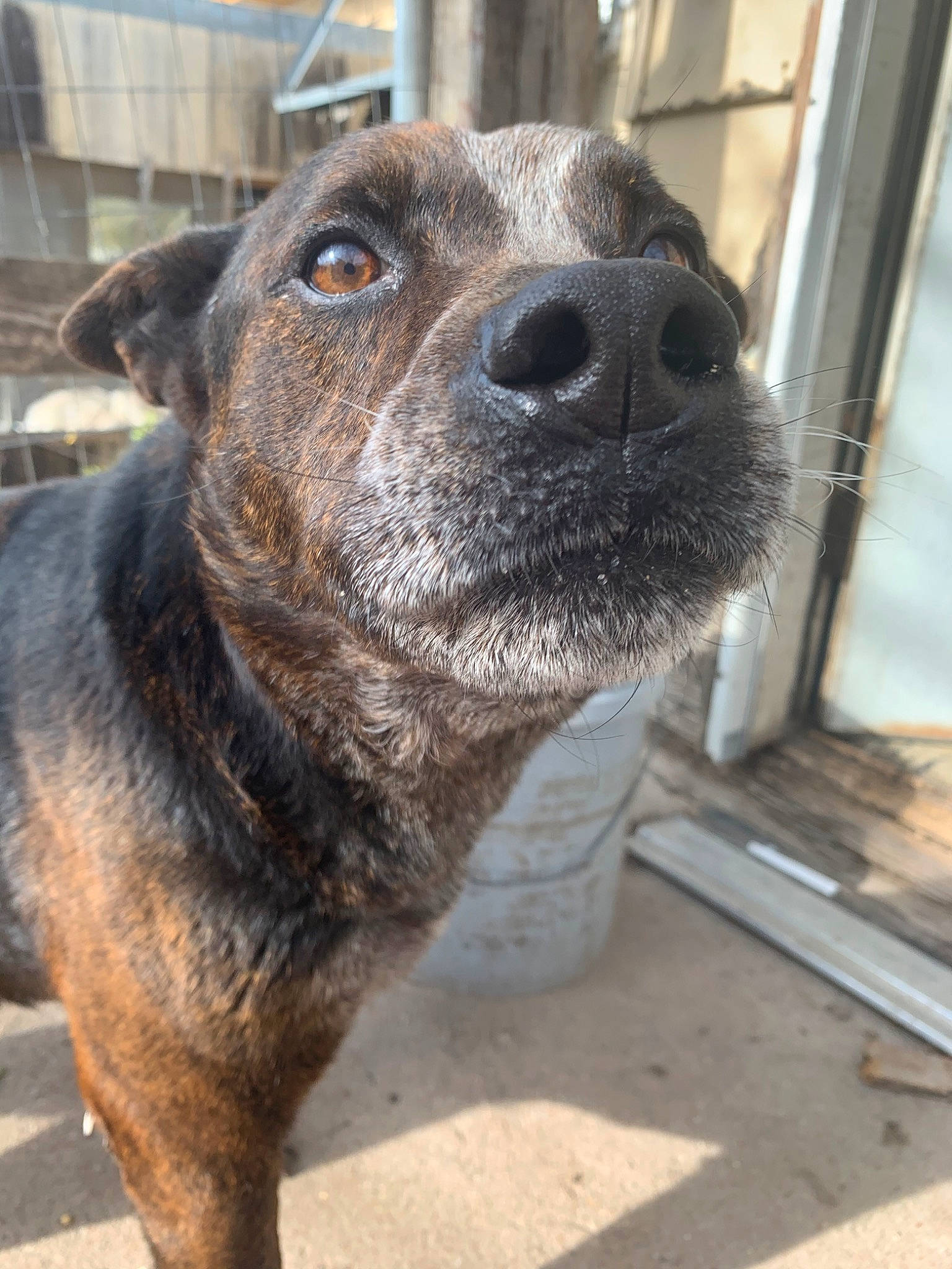 Duke is registered to the contest to win money with this photo: alaunt, american_pit_bull_terrier, canidae, carnivore, cimarron_uruguayo, dog, dog_breed, dogo_sardesco, fawn, mammal, mountain_cur, snout, street_dog, treeing_tennessee_brindle, whiskers