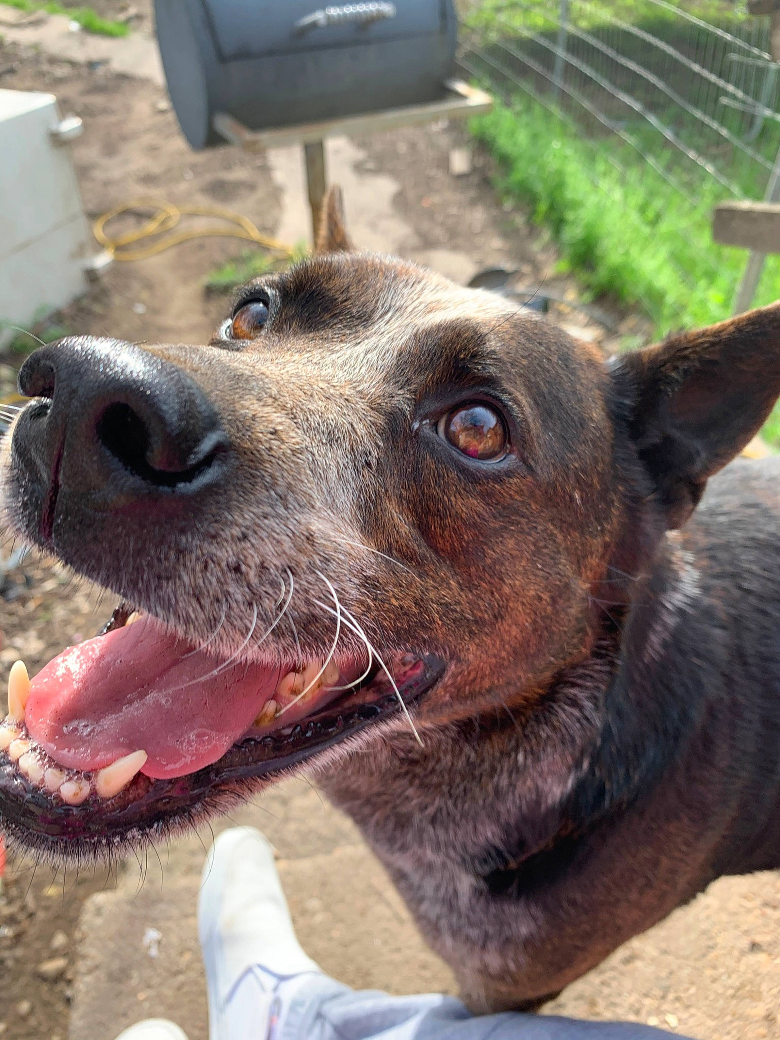 Duke is registered to the contest to win money with this photo: american_pit_bull_terrier, canidae, carnivore, dog, dog_breed, ear, fawn, non_sporting_group, nose, peruvian_hairless_dog, pit_bull, snout, sporting_group, street_dog, whiskers