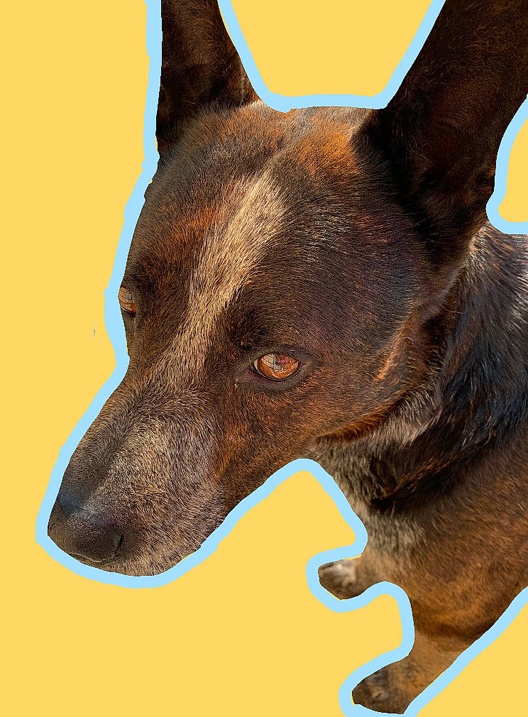 Duke is registered to the contest to win money with this photo: australian_kelpie, canidae, carnivore, dog, dog_breed, dog_collar, feist, formosan_mountain_dog, hunting_dog, mammal, rare_breed_dog, snout, vertebrate, working_dog