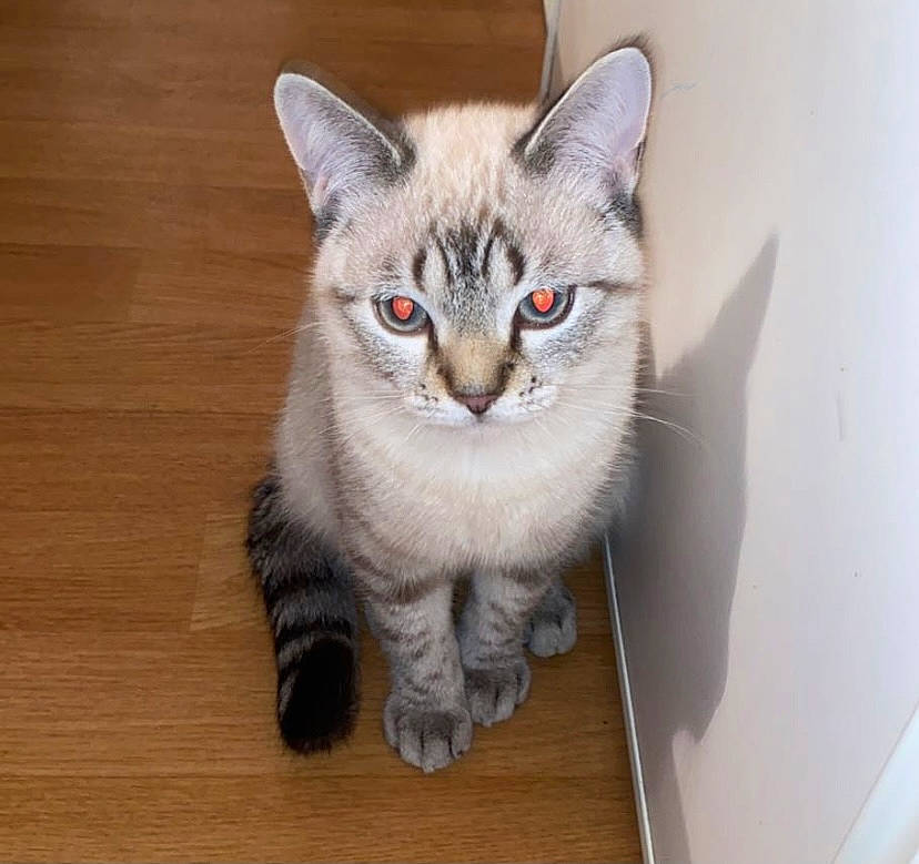 Miaous participe au concours pour gagner de l'argent avec cette photo : box, carnivore, cat, domestic_short_haired_cat, door, felidae, flooring, fur, grey, hardwood, laptop, paw, small_to_medium_sized_cats, snout, tail, varnish, whiskers, window, wood, wood_flooring