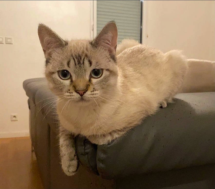 Miaous participe au concours pour gagner de l'argent avec cette photo : carnivore, cat, chair, claw, comfort, couch, domestic_short_haired_cat, eye, fawn, felidae, fur, paw, sitting, small_to_medium_sized_cats, snout, tail, whiskers