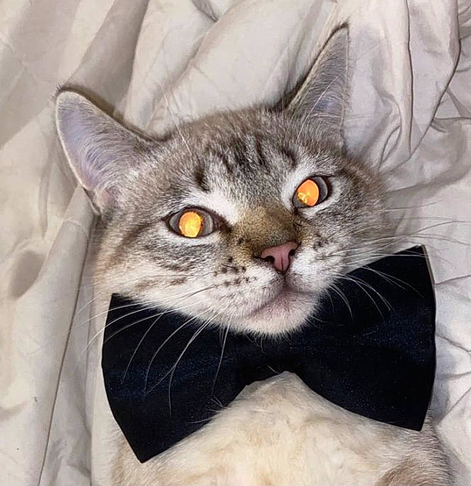 Miaous a rejoint le concours — aidez-le/la à gagner de superbes lots ! carnivore, cat, cat_supply, comfort, domestic_short_haired_cat, felidae, fur, grey, paw, photo_caption, small_to_medium_sized_cats, snout, whiskers