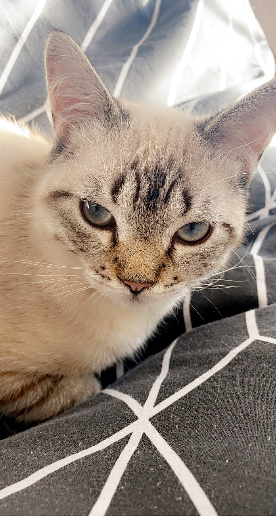 Miaous a rejoint le concours — aidez-le/la à gagner de superbes lots ! asphalt, box, carnivore, cat, claw, domestic_short_haired_cat, fawn, felidae, flooring, fur, paw, photo_caption, road_surface, small_to_medium_sized_cats, snout, tail, whiskers, window