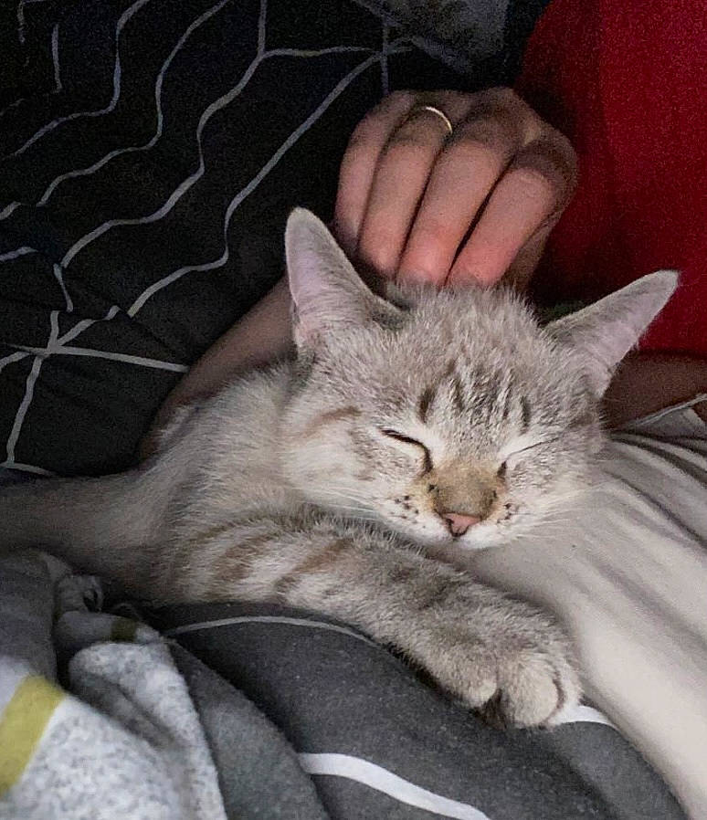 Miaous a rejoint le concours — aidez-le/la à gagner de superbes lots ! carnivore, cat, claw, comfort, domestic_short_haired_cat, ear, eye, felidae, fur, gesture, nap, paw, sleep, small_to_medium_sized_cats, snout, tail, whiskers