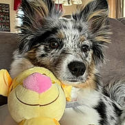 Jack joined the competition — help win amazing prizes! dog, stuffed_toy, couch, indoor, pet, fur, ears, nose, plush, living_room, window, curtains, lamp, closeup, domestic_animal, resting, cozy, companion, toy, relaxed