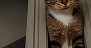 Lucy participe au concours pour gagner de l'argent avec cette photo : cat, tabby_cat, pet, animal, feline, portrait, closeup, wide_eyes, whiskers, ears, paws, white_chest, striped_fur, window, window_frame, indoors, night, vertical_photo, curious, cute