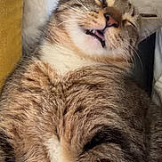Lucy participe au concours pour gagner de l'argent avec cette photo : cat, tabby, feline, pet, animal, fluffy, fur, whiskers, ears, eyes, nose, mouth, teeth, portrait, close_up, lying_down, relaxed, sleepy, indoor, pillow