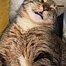 cat, tabby, feline, pet, animal, fluffy, fur, whiskers, ears, eyes, nose, mouth, teeth, portrait, close_up, lying_down, relaxed, sleepy, indoor, pillow
