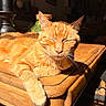 cat, orange_cat, tabby, feline, pet, animal, sleeping, relaxed, sunlight, whiskers, ears, closed_eyes, fur, portrait, close_up, wooden_table, indoor, warm_lighting, lounging, cozy