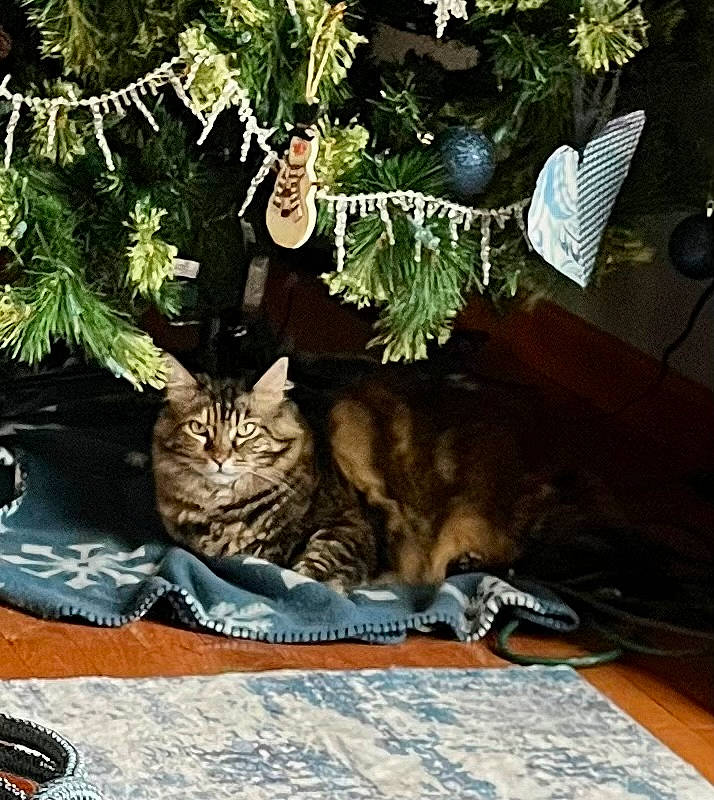 Abbie is registered to the contest to win money with this photo: carnivore, cat, comfort, conifer, domestic_short_haired_cat, felidae, flowerpot, fur, grass, herb, houseplant, plant, shrub, small_to_medium_sized_cats, table, tail, tints_and_shades, tree, whiskers, wood