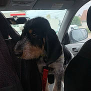 Avana a rejoint le concours — aidez-le/la à gagner de superbes lots ! dog, puppy, canine, pet, animal, black_and_tan, wirehaired, long_ears, standing, car, vehicle, interior, car_seat, leash, collar, travel, portrait, windshield, outdoor, cute