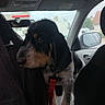 dog, puppy, canine, pet, animal, black_and_tan, wirehaired, long_ears, standing, car, vehicle, interior, car_seat, leash, collar, travel, portrait, windshield, outdoor, cute