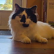 Oreo joined the competition — help win amazing prizes! cat, indoor, floor, window, door, box, lamp, furniture, pet, animal, black_and_white, fur, relaxing, lying_down, wood_floor, daylight, greenery, home, domestic, window_view