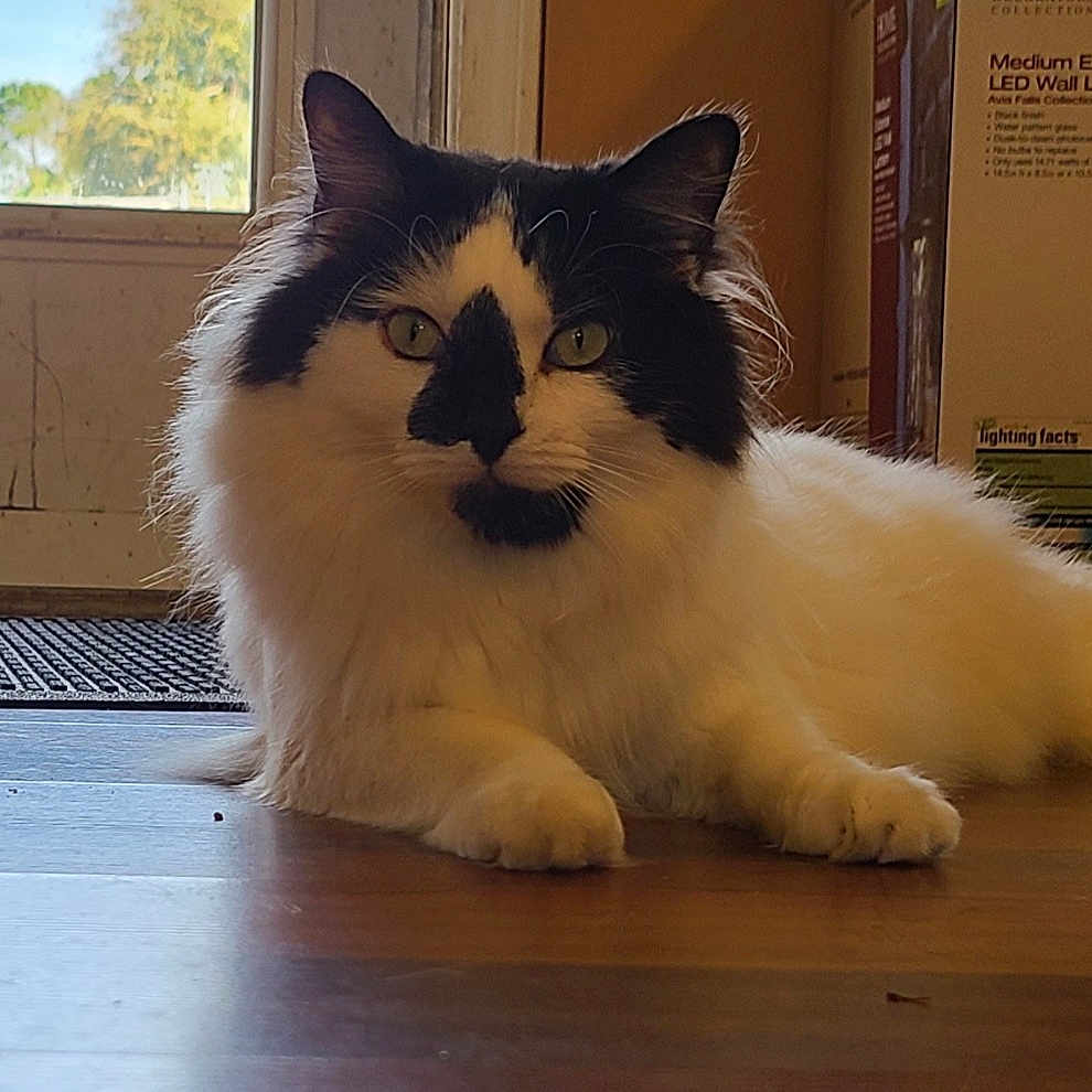 Oreo joined the competition — help win amazing prizes! animal, black_and_white, box, cat, daylight, domestic, door, floor, fur, furniture, greenery, home, indoor, lamp, lying_down, pet, relaxing, window, window_view, wood_floor