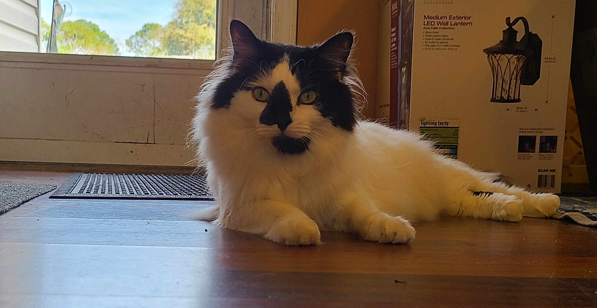Oreo joined the competition — help win amazing prizes! cat, indoor, floor, window, door, box, lamp, furniture, pet, animal, black_and_white, fur, relaxing, lying_down, wood_floor, daylight, greenery, home, domestic, window_view