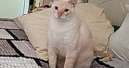 Charles joined the competition — help win amazing prizes! cat, pet, animal, white_cat, sitting, bed, bedroom, quilt, blanket, pillows, headboard, lamp, indoor, home, portrait, front_view, upright, ears, eyes, cozy