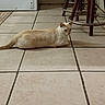 Charles is registered to the contest to win money with this photo: cat, feline, pet, cream_cat, ginger_markings, lying_down, relaxed, indoors, kitchen, tile_floor, floor, stools, furniture, appliance, tail, whiskers, ears, eyes, animal_portrait, home