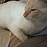 cat, feline, cream_fur, ginger_markings, white_fur, sleepy, relaxed, lying_down, bed, bedding, whiskers, ears, nose, eye, paw, close_up, indoor, pet, cozy, portrait