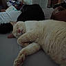 Charles is registered to the contest to win money with this photo: cat, sleeping, cream_cat, fluffy, pet, animal, bed, indoors, nap, relaxed, sprawled, paws, pink_nose, closed_eyes, fur, cozy, bedroom, dark_cat, resting, cuddly