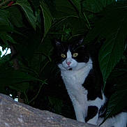 Pitchou participe au concours pour gagner de l'argent avec cette photo :