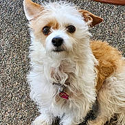 Hollie joined the competition — help win amazing prizes! dog, pet, fluffy, curly_hair, brown_and_white, collar, paw_tag, carpet, indoor, cute, small_dog, fur, animal, companion, sitting, looking_at_camera, ears_up, domestic, friendly, adorable