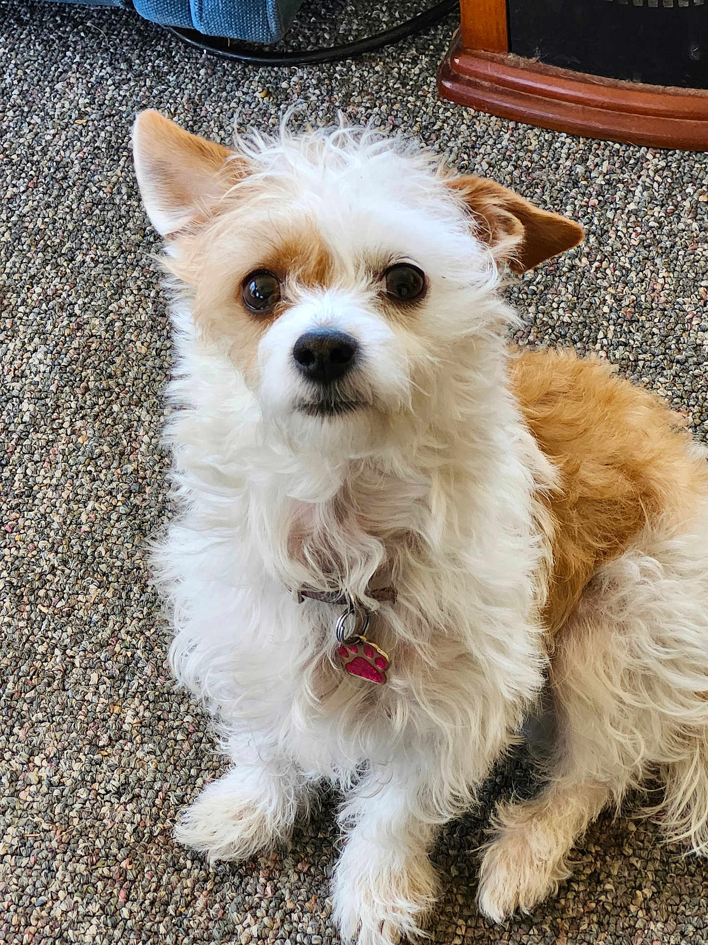Hollie joined the competition — help win amazing prizes! dog, pet, fluffy, curly_hair, brown_and_white, collar, paw_tag, carpet, indoor, cute, small_dog, fur, animal, companion, sitting, looking_at_camera, ears_up, domestic, friendly, adorable