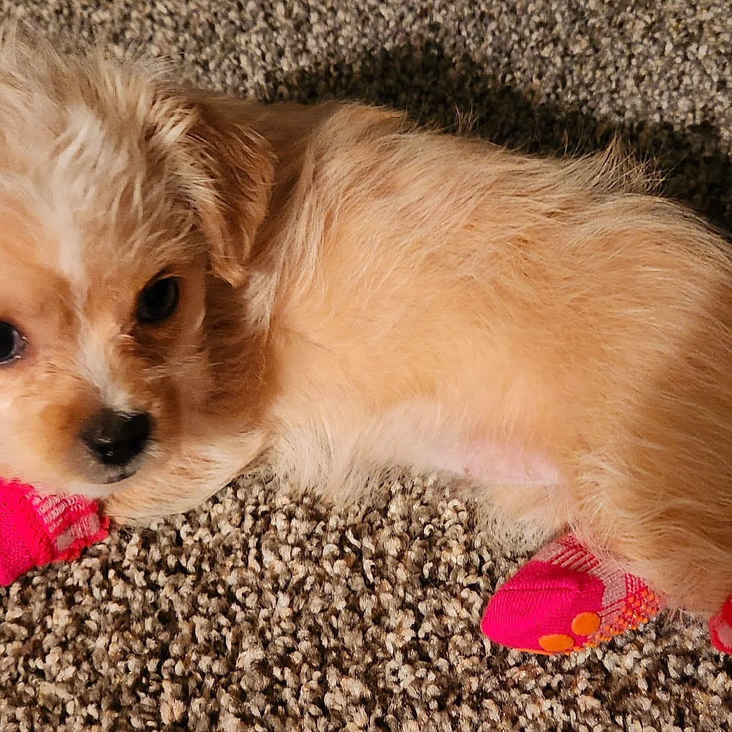 Roxy Monroe is registered to the contest to win money with this photo: adorable, animal, carpet, cozy, cute, dog, domestic_animal, fluffy, fur, indoors, looking_up, lying_down, paw_protection, pet, pink_socks, playful, puppy, small_dog, soft_texture, young_dog