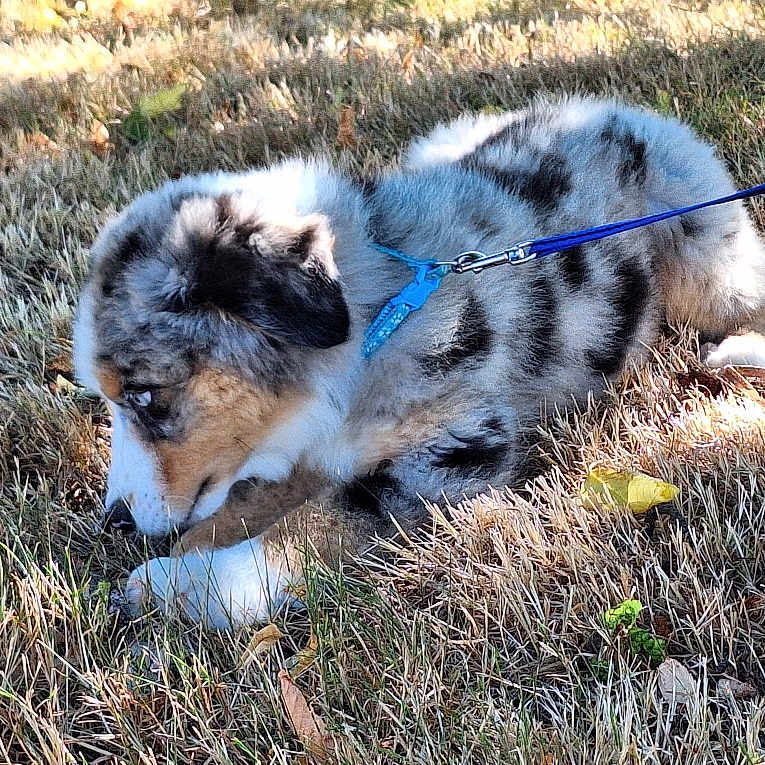 Aïko participe au concours pour gagner de l'argent avec cette photo : animal, blue_leash, canine, curious, daylight, dog, exploration, field, fluffy, grass, leash, nature, outdoor, pet, playful, puppy, sniffing, spotted, sunlight, young
