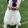 Oscar is registered to the contest to win money with this photo: dog, canine, white_dog, black_and_white, sitting, outdoor, grass, lawn, portrait, close_up, floppy_ears, brown_eyes, pink_nose, speckled_muzzle, collar, pet, animal, centered, daylight, funny_expression