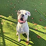 dog, bulldog, white_dog, pet, animal, sitting, outdoor, lawn, grass, autumn, leaves, sunlight, shadows, portrait, collar, red_collar, short_hair, front_view, playful, backyard