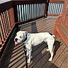 Oscar joined the competition — help win amazing prizes! dog, bulldog, white_dog, pet, animal, standing, tongue_out, leash, collar, wooden_deck, deck_railing, outdoor, sunny, lake, fountain, water, residential_area, shadow, summer, portrait