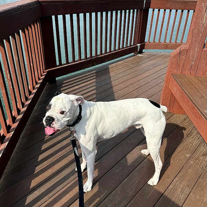 Oscar joined the competition — help win amazing prizes! dog, bulldog, white_dog, pet, animal, standing, tongue_out, leash, collar, wooden_deck, deck_railing, outdoor, sunny, lake, fountain, water, residential_area, shadow, summer, portrait