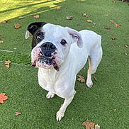 Oscar joined the competition — help win amazing prizes! dog, bulldog, white_dog, black_and_white, wrinkled_face, standing, outdoor, artificial_grass, leaves, fenced_area, pet, canine, short_coat, floppy_ears, dark_eyes, close_up, portrait, sunlight, play_area, funny_expression