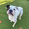 dog, bulldog, white_dog, black_and_white, wrinkled_face, standing, outdoor, artificial_grass, leaves, fenced_area, pet, canine, short_coat, floppy_ears, dark_eyes, close_up, portrait, sunlight, play_area, funny_expression